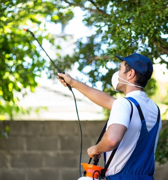 Rodent Control Gig Harbor